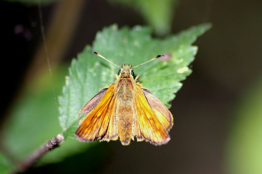 ochlodes sp?